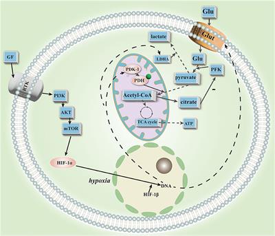 Metabolic reprogramming: A novel metabolic model for pulmonary hypertension